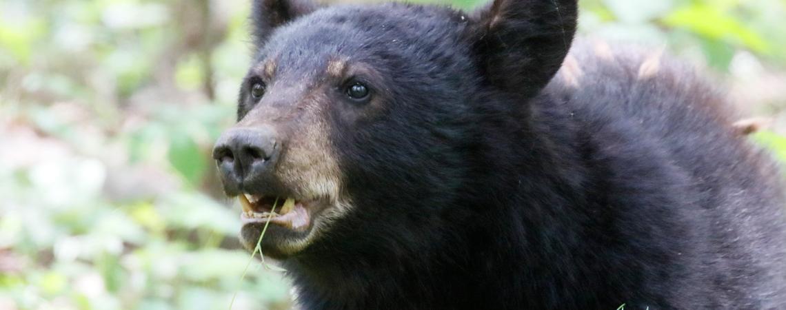 Black bear, up close