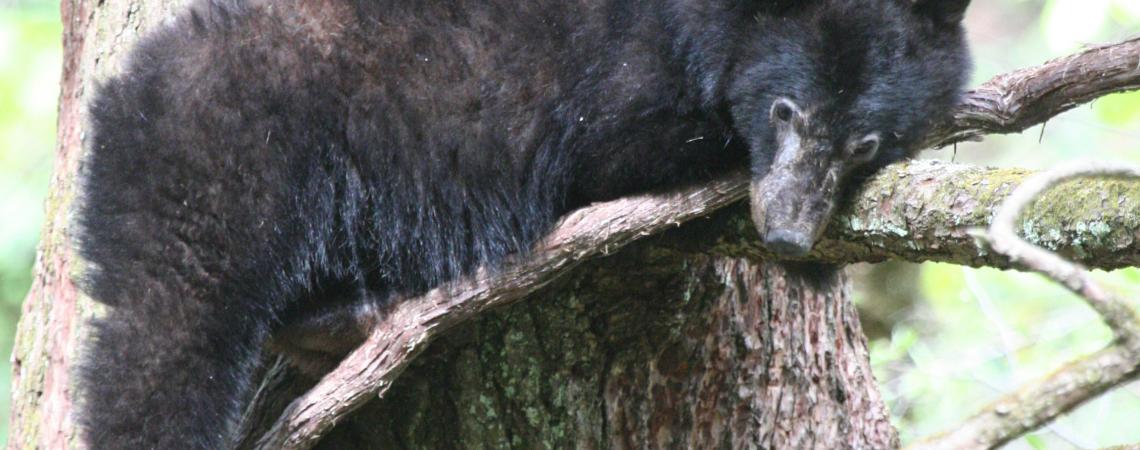 A black bear lounging in a tree