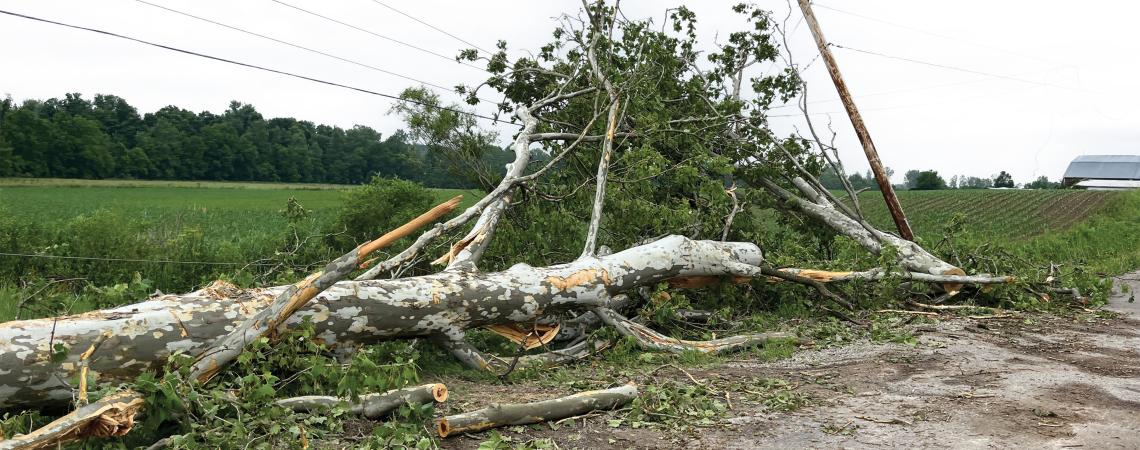 Downed trees and power lines