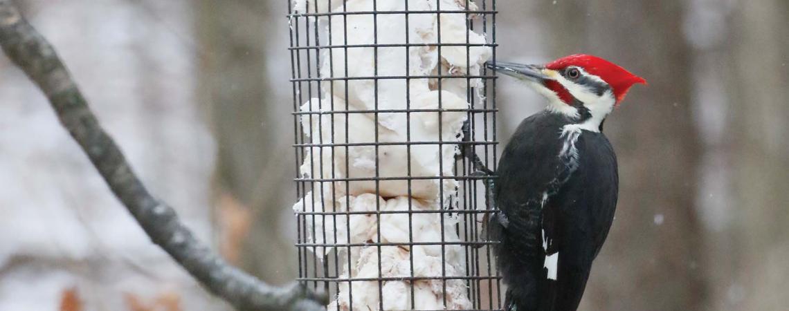 Pileated Woodpecker