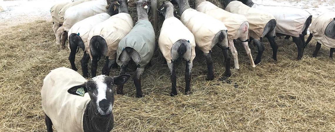 Cheryl Dunlap's flock wearing their winter blankets.