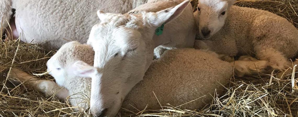 New mother sheep stay inside where it's warm until April. 