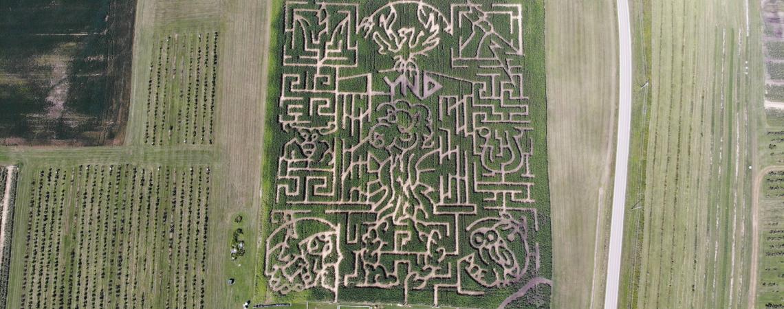 The maze at Lynd Fruit Farm is planted using a GPS device, rather than cut into the field after it grows (photo courtesy Lynd Fruit Farm).