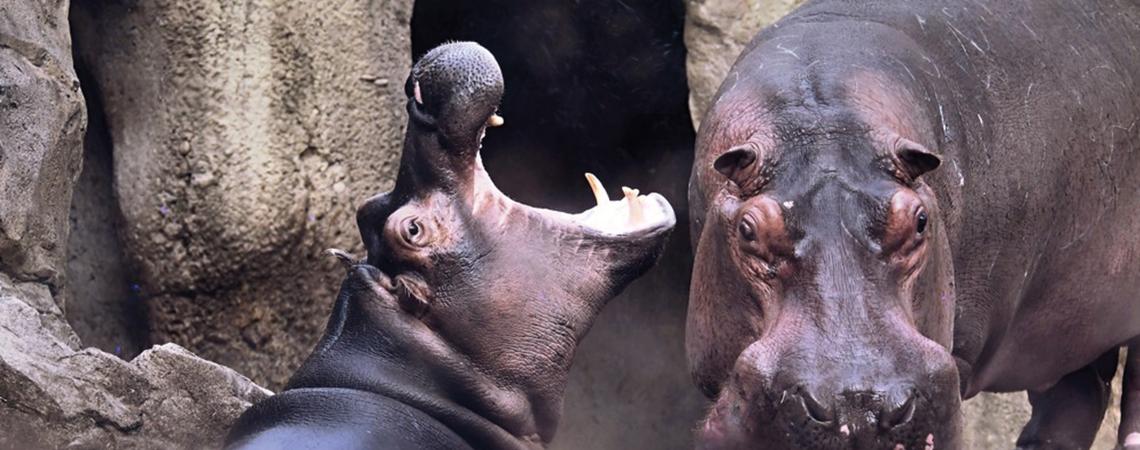 Fiona was the first Nile hippo born at the Cincinnati Zoo in 75 years.