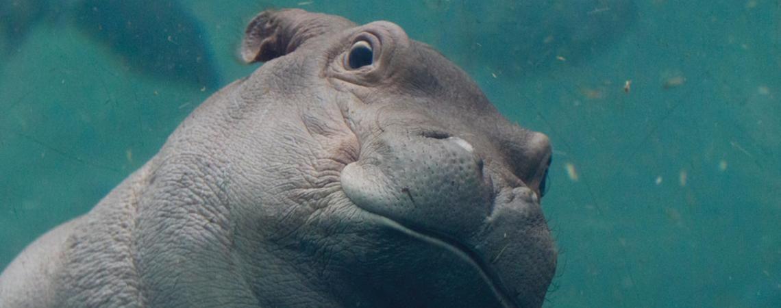 Fritz, the youngest member of the Cincinnati hippo family, was named with help from the public.