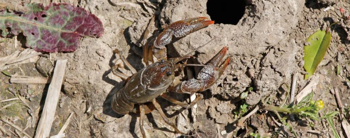 Burrowing crayfish build mud chimneys — or “castles” — several inches high, giving away their location. 