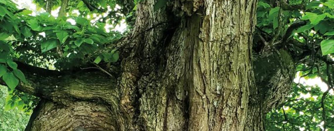 There’s a whole network of folks around the state who find and send in photos of Ohio’s largest trees to be posted on Marc DeWerth’s Big Trees Facebook and Instagram feeds — such as the national champion northern catalpa tree in Lawrence County.