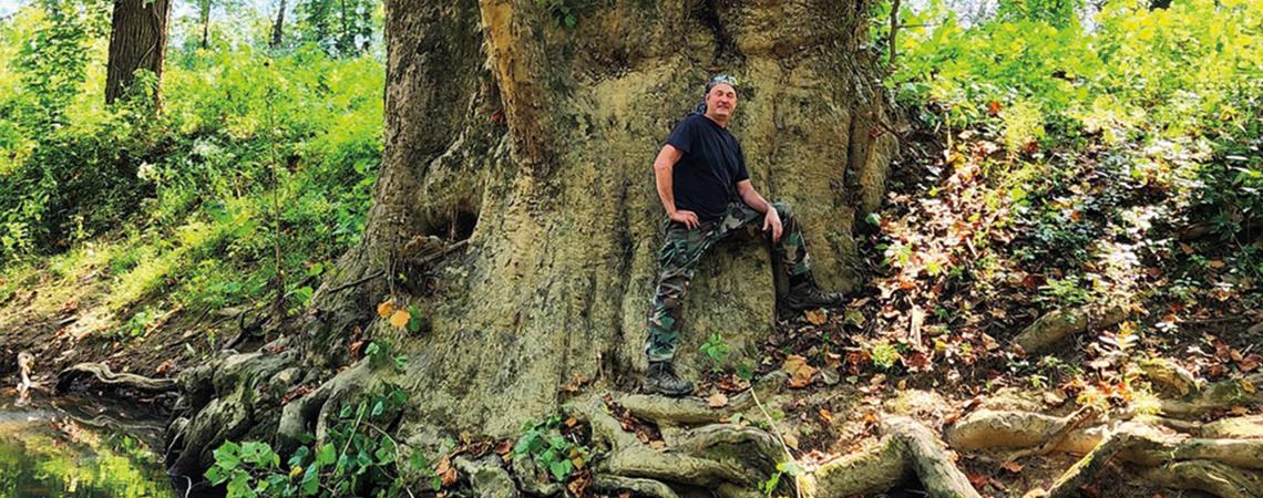 Giant American sycamore that stands by a creek on a farm in Scioto County.