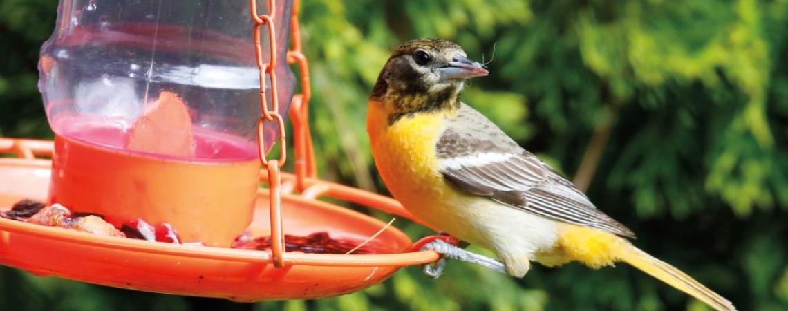 Baltimore orioles, such as the adult male on the left and the juvenile at right, migrate through Ohio beginning in late April and early May each year.
