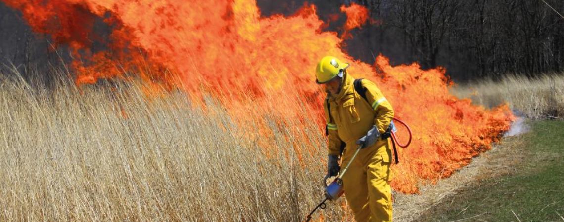 AOA conducts controlled burns to maintain prairie openings, plant native tree seedlings, and reintroduce declining wildflower species to their former habitats.  