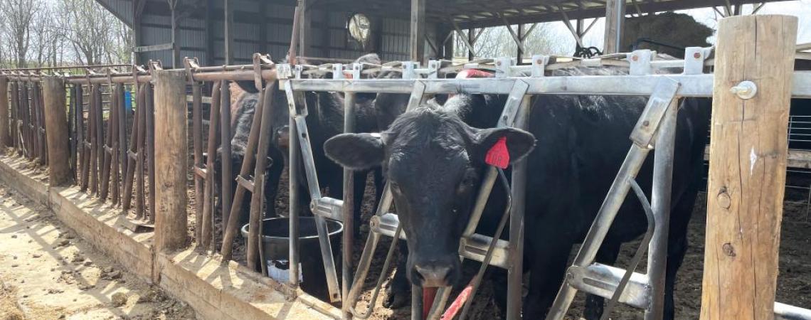 Brandi Anderson readily admits that the cows are her favorite of all the animals she raises at Women That Farm.