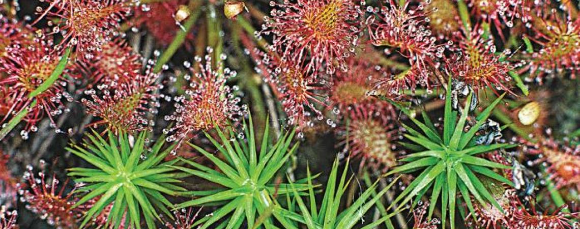 Spatulate-leaved sundew