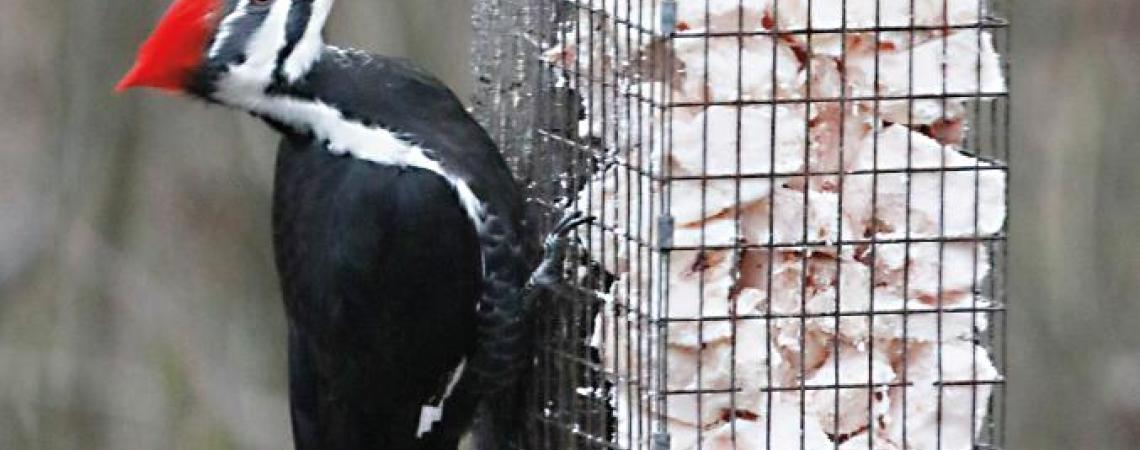 An easy-to-construct cage-trap suet feeder attracted this pileated woodpecker.