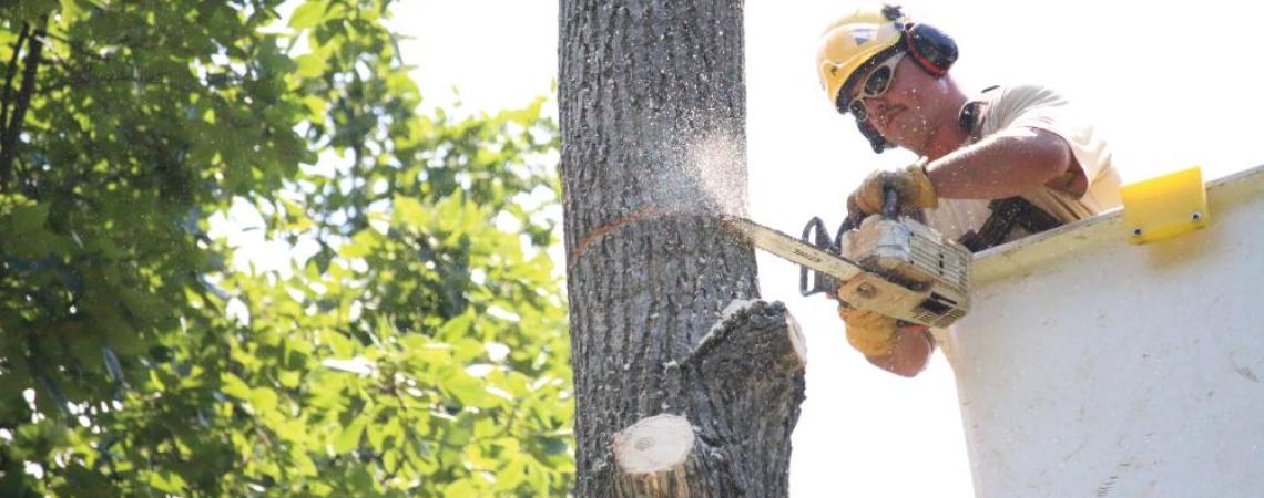 Lineworker in bucket truck cutting down tree.