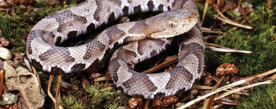 Snakes on a plain | Ohio Cooperative Living