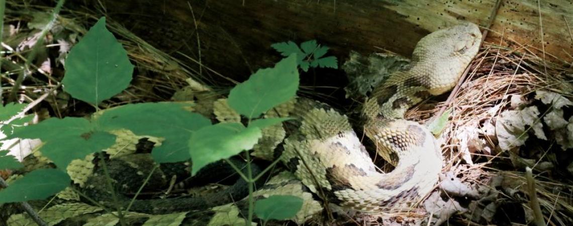 Snakes on a plain | Ohio Cooperative Living