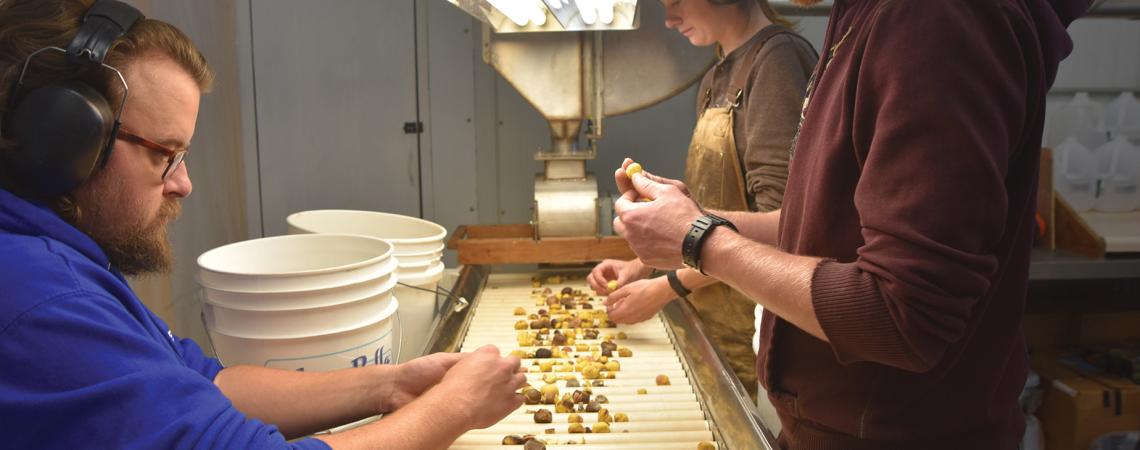 A group of people prepping chestnuts after harvest