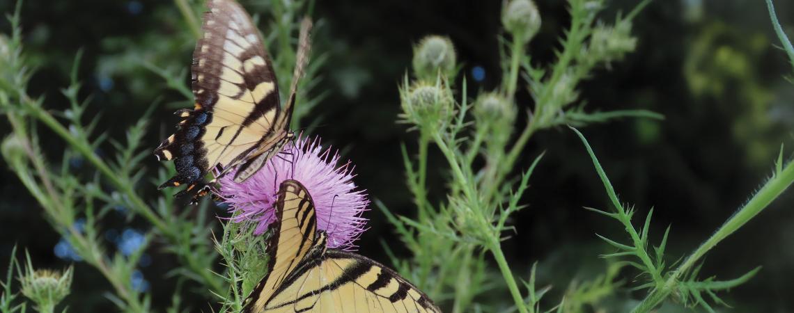 Two butterflies resting on a flower