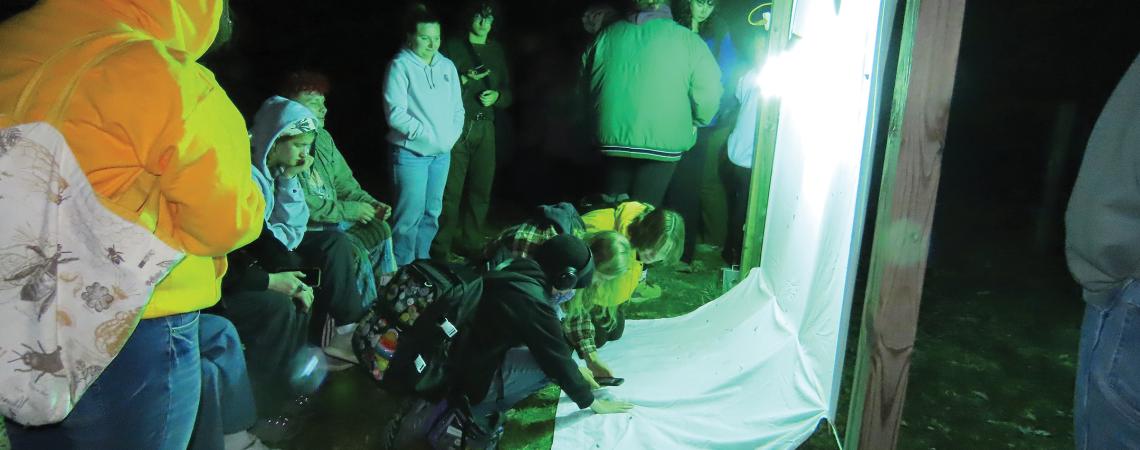 A group of people at night drawing in moths with an illuminating backdrop.