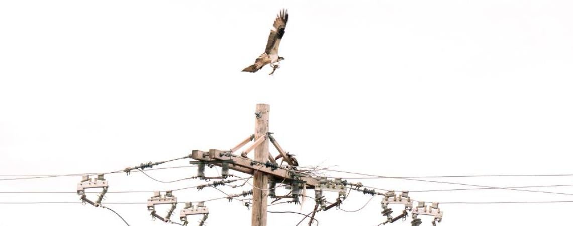 On osprey building a nest