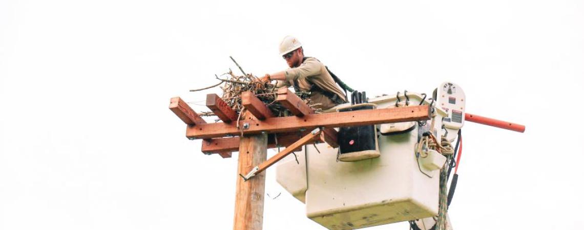 A South Central Power lineman carefully moving an Osprey nest