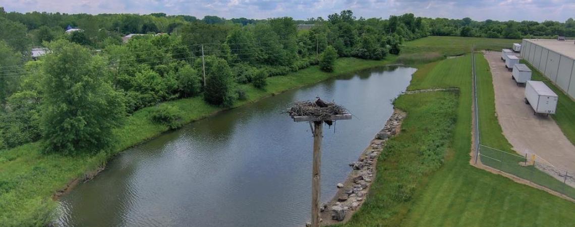 A drone shot of an osprey laying on a nest