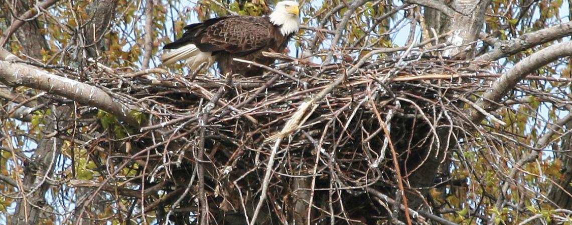 A bald eagle in its nest