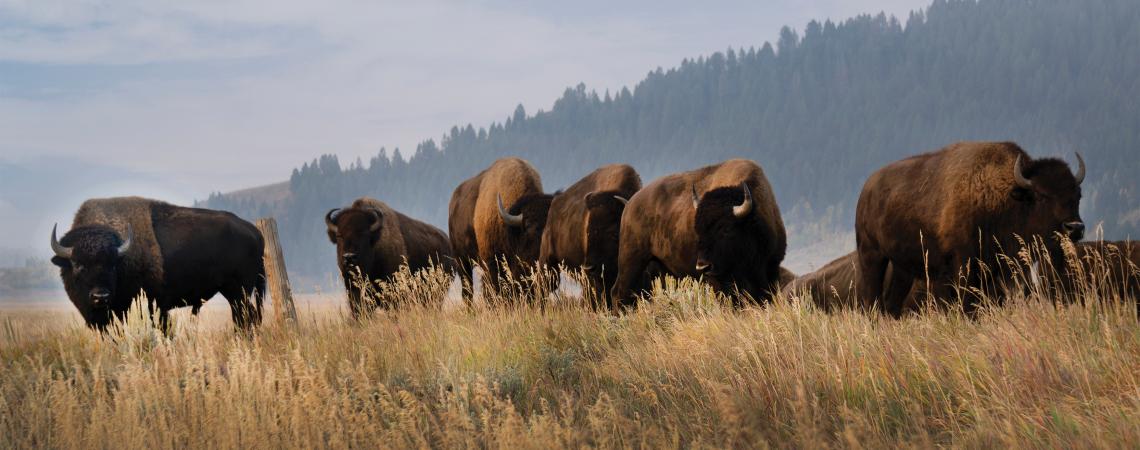 A herd of buffalo in a field