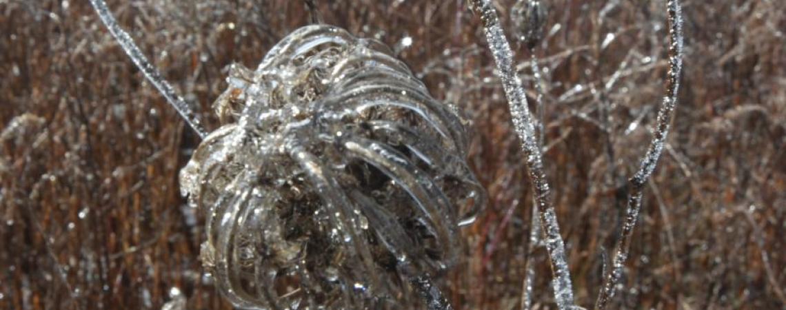 Last season’s dried-out fields take on an ephemeral spun-glass feel as they become encased in clear ice by a winter storm.