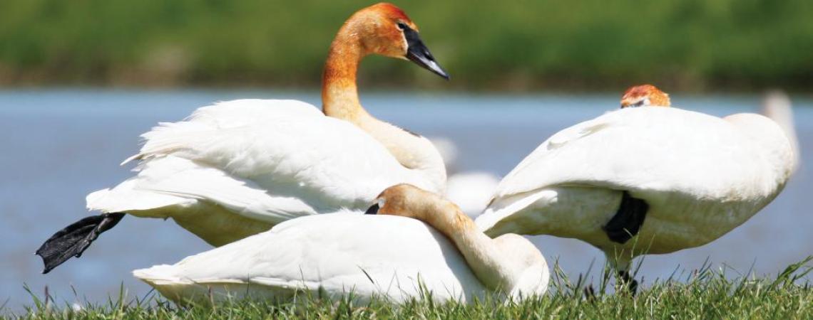 Trumpeter Swans