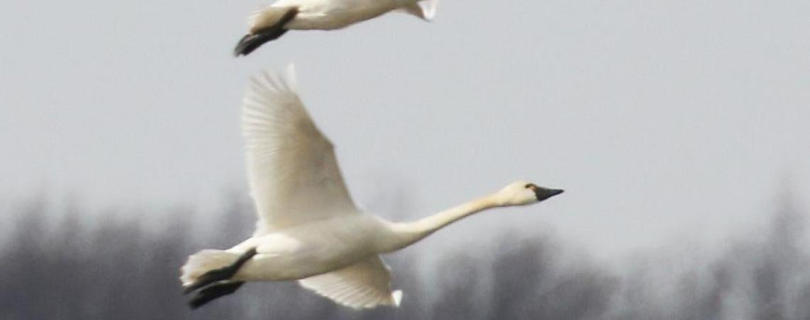 Tundra swans in flight
