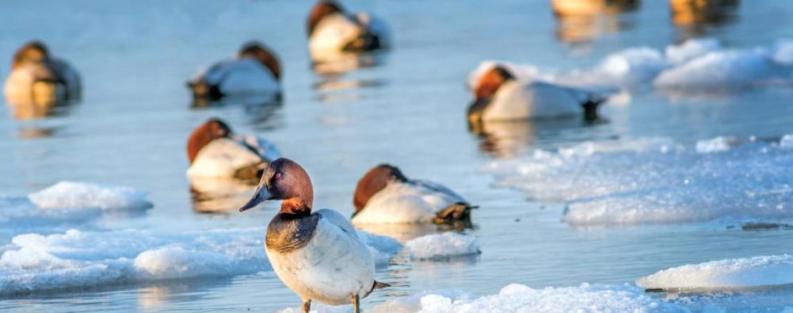 A photo of ducks in icy water