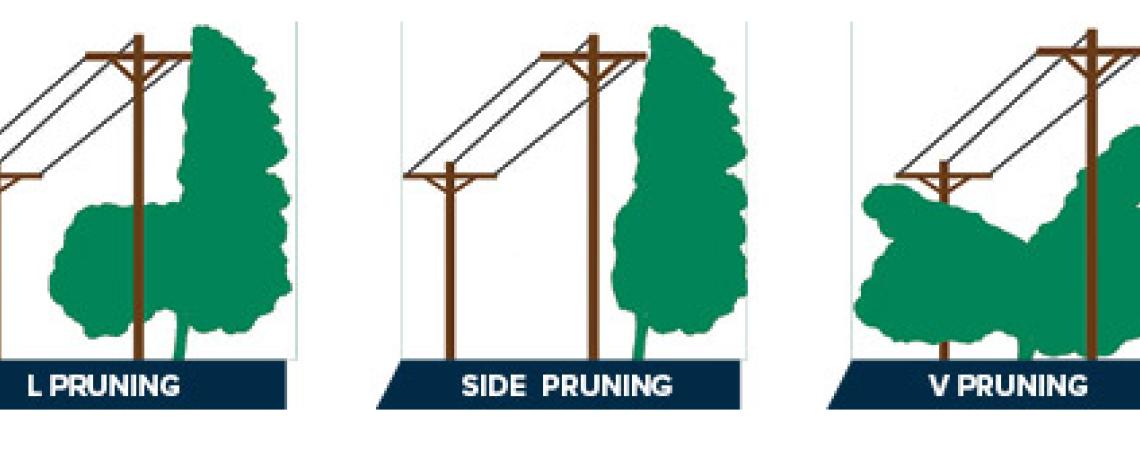Different ways to trim trees around power lines