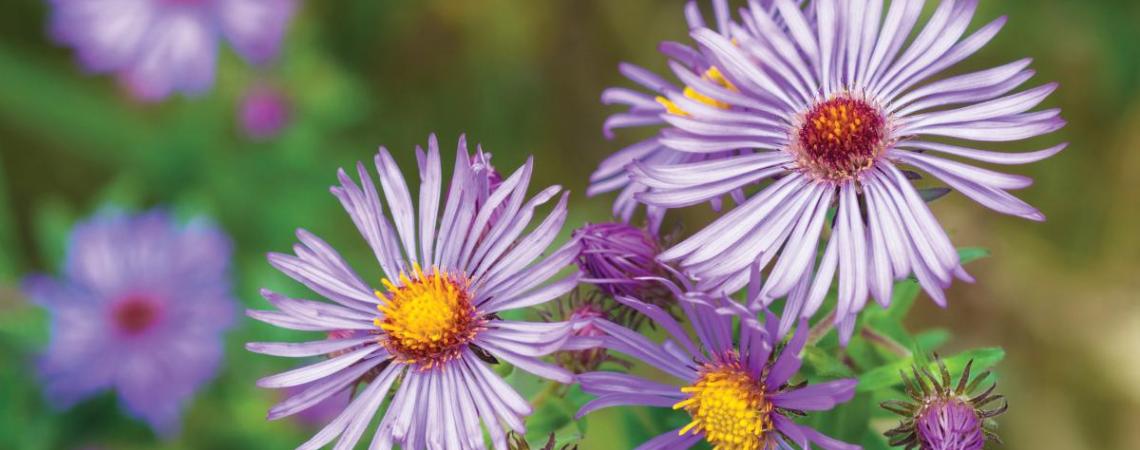 New England aster