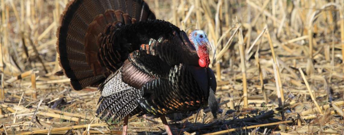 A male wild turkey