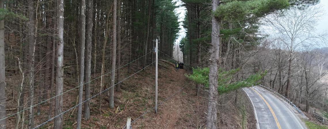 Power lines running through trees