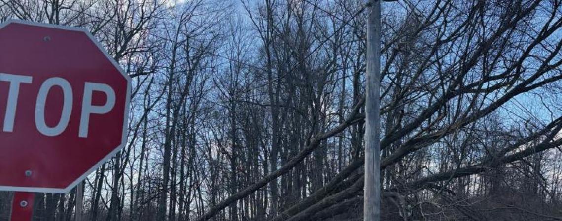 Trees laying across power lines