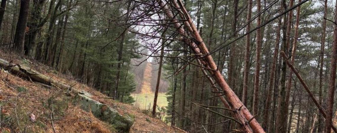Large trees laying across a power line