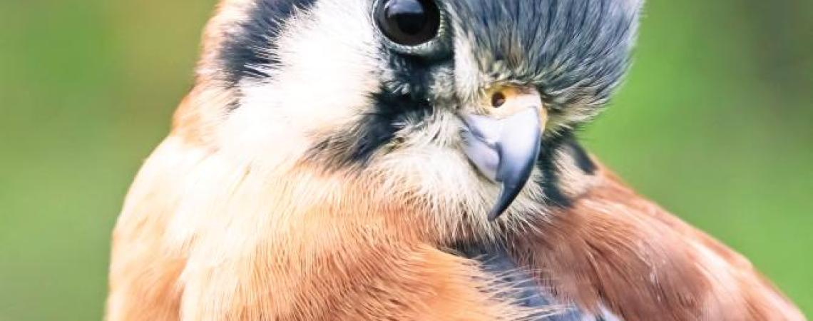 An American kestrel