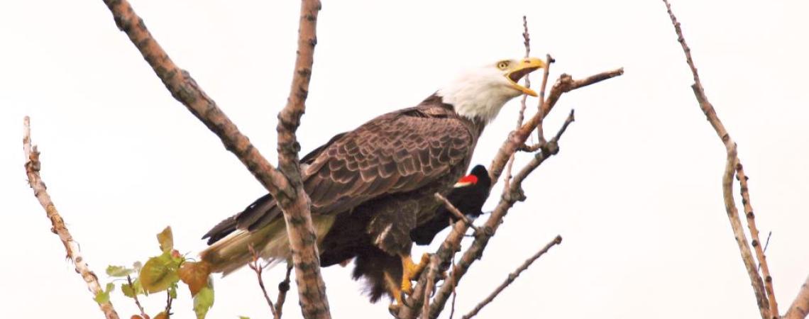 A male red-winged blackbird challenges a Bald Eagle