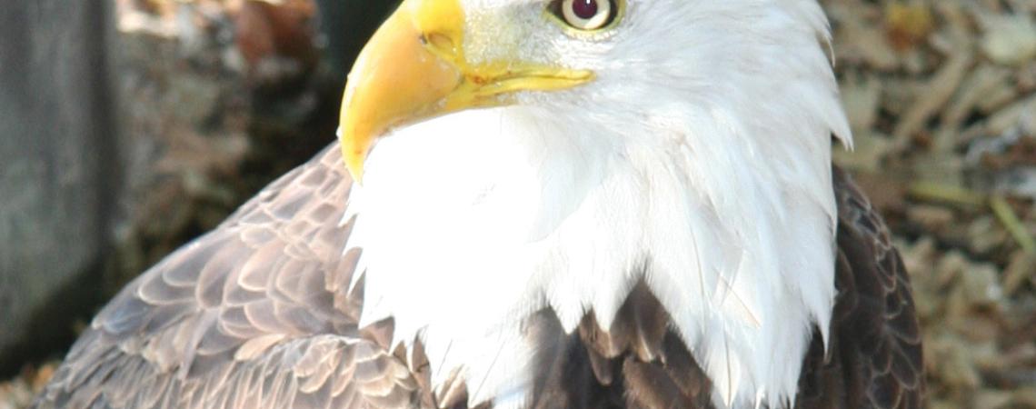 A bald eagle