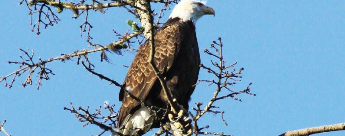 A bald eagle perching in a tree