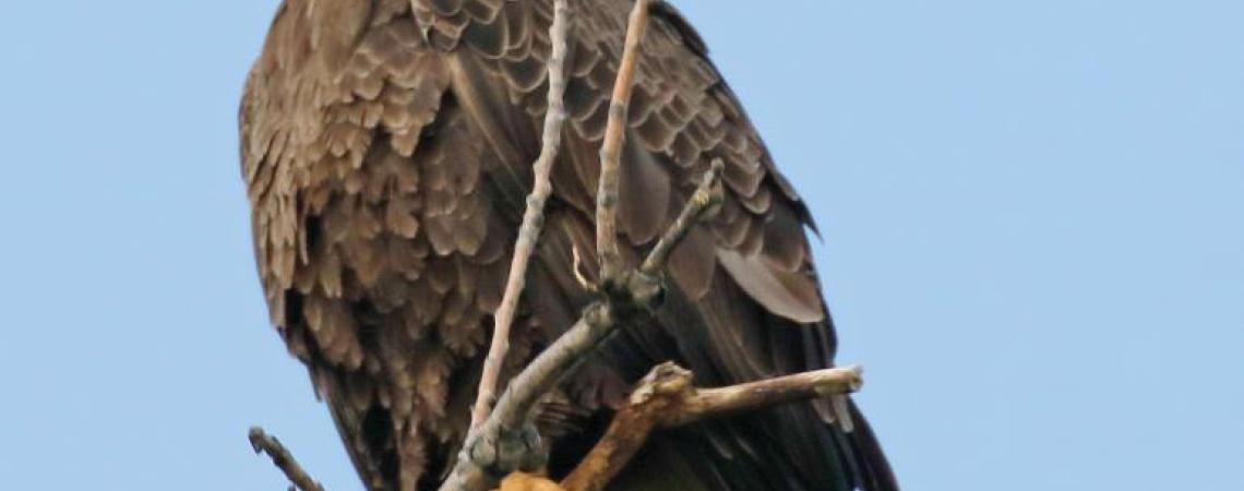 A bald eagle perching in a tree