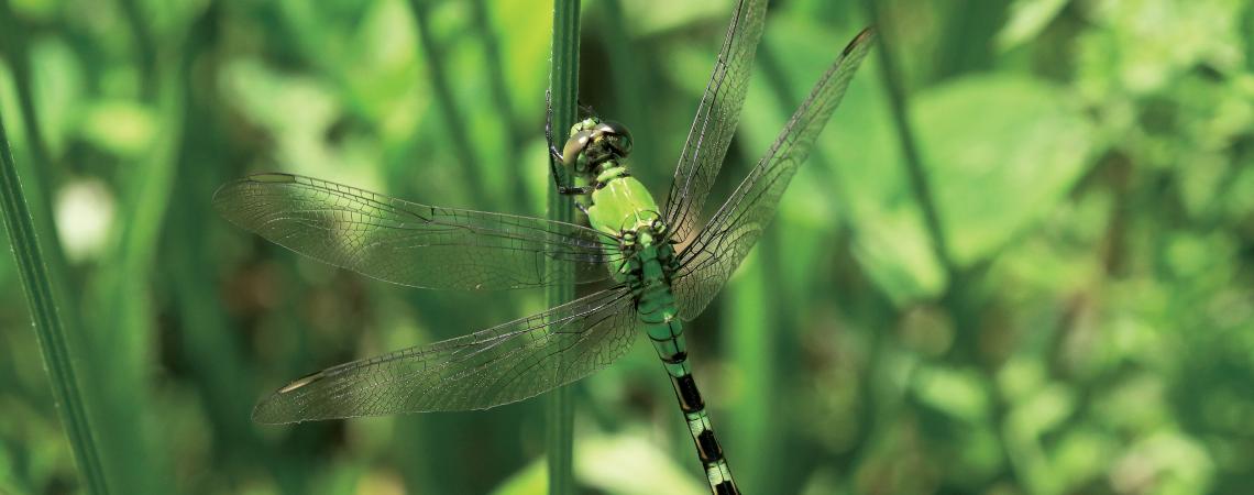 Dragonfly