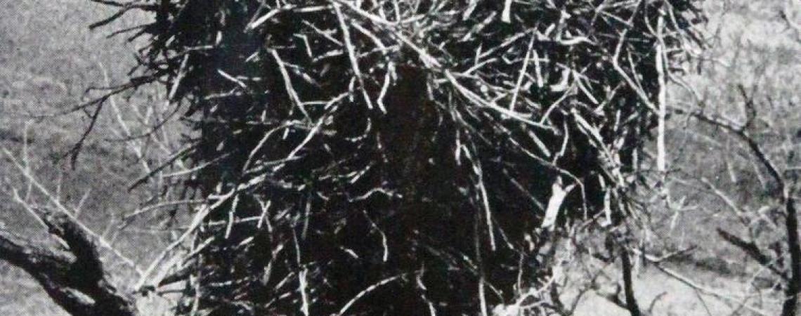 A black and white photo of an eagle with its nest