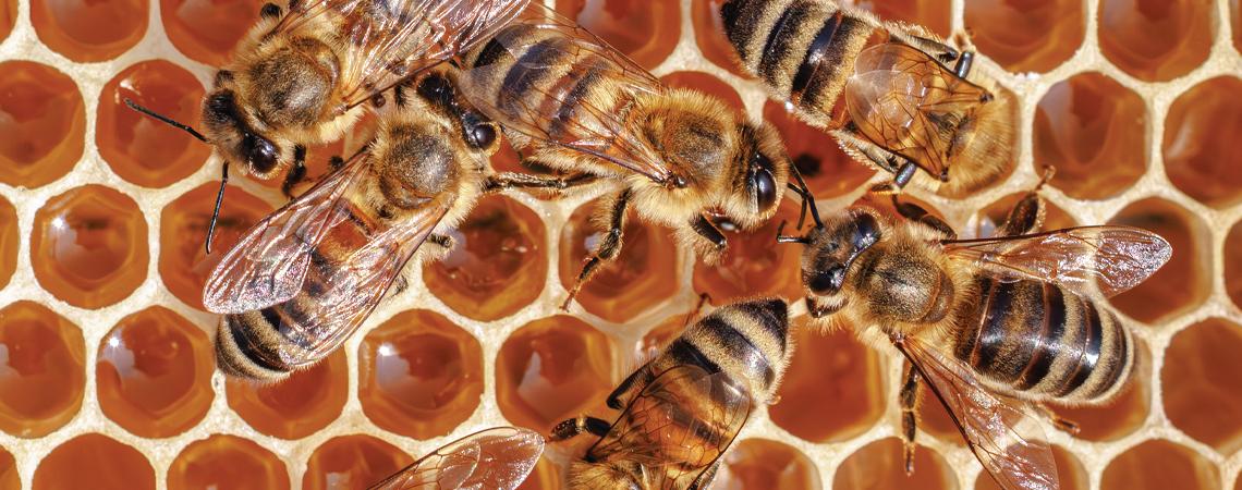 Busy as a bee