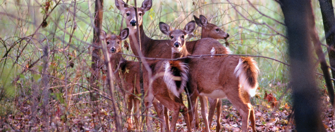 A doe with her triplet fawns in the woods