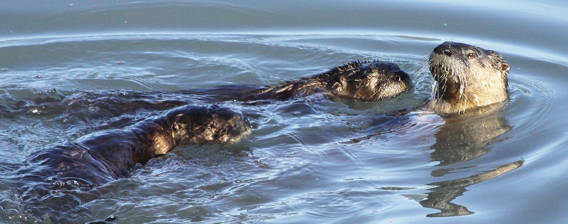 River otters