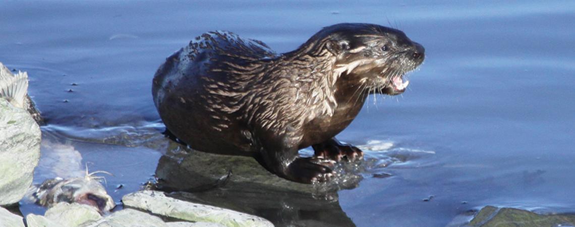 Young river otter