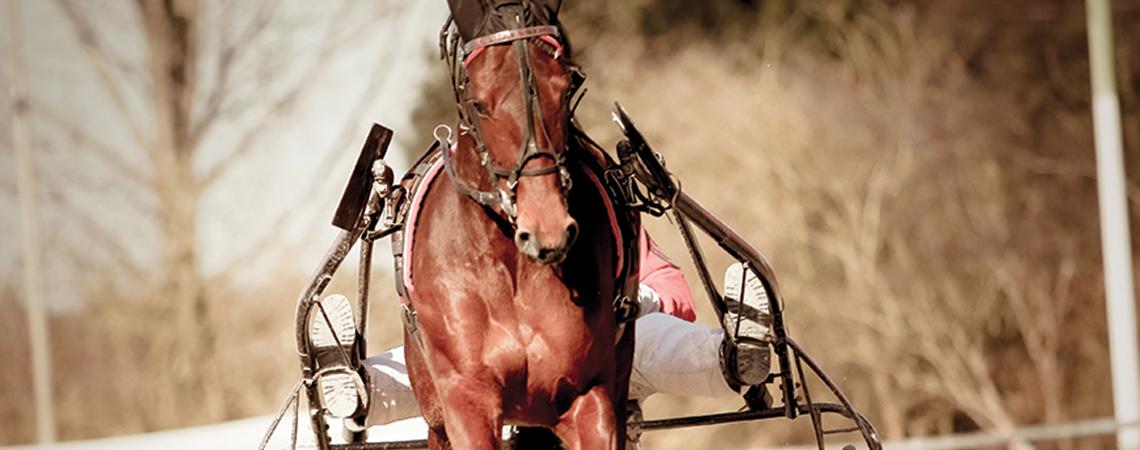 Harness racehorse